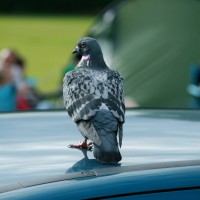 Feral Pigeon
